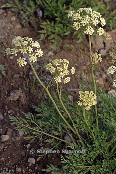 daucus carota 10 graphic